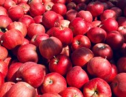 Apfelino frische Äpfel